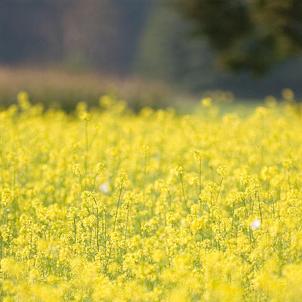 gelbe Rapsblütenwiese